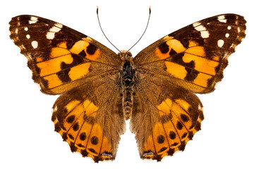 Butterfly species Vanessa cardui 