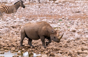 a black rhino at a waterhole, Etosha National Park, Namibia
