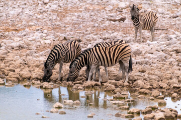 Fototapeta na wymiar two zebras drinking at the waterhole, Etosha National Park, Namibia