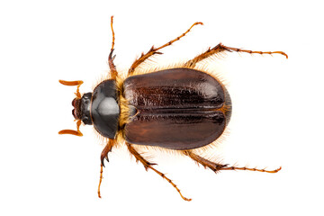  cockchafer or june beetle "Amphimallon solstitialis" species
