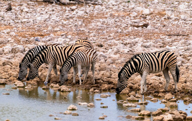 Fototapeta na wymiar several zebras drinking at waterhole, Etosha National Park, Namibia
