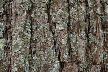 Colorful pine bark background with moss, close-up. Natural texture pine skin. Relief texture of...