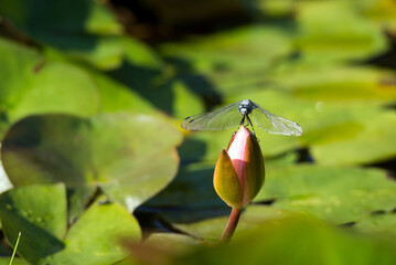 睡蓮の蕾に止まるシオカラトンボ
