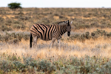 Close up of a zebra in Etosha National Park, Namibia