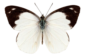 White butterfly species Apias indra indra