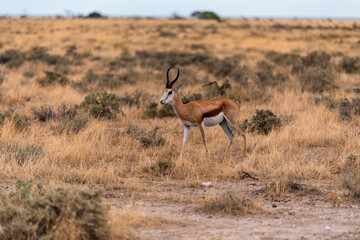 Naklejka na ściany i meble a single antelope in the Bushland of Etosha National Park, Namibia