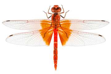 Scarlet Dragonfly species Crocothemis erythraea