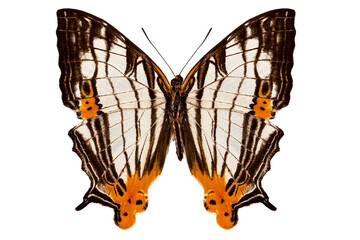 Butterfly species Cyrestis lutea martini