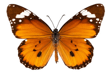 Butterfly species danaus chrysippus "plain tiger"