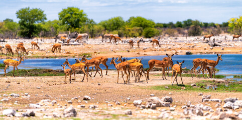 a herd of antelopes at a waterhole in Etosha National Park, Namibia