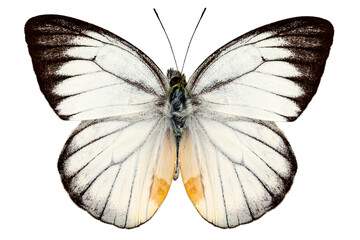 Fototapeta na wymiar White butterfly species Delias baracasa