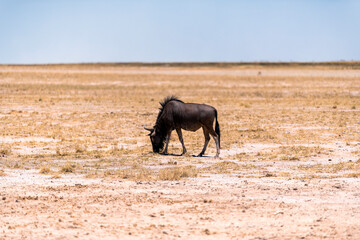 a single wildebeest grazing in Etosha National Park, Namibia