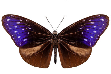 brown, blue and purple butterfly species Euploea Mulciber
