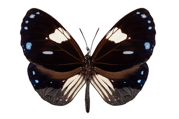 Butterfly species Euploea radamanthus common name Magpie Crow © Paulrommer