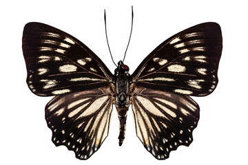 Butterfly species Euripus nyctelius euploeoides 