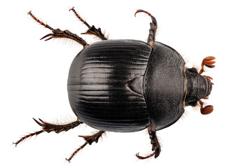 earth-boring dung beetle species Geotrupes stercorarius - obrazy, fototapety, plakaty