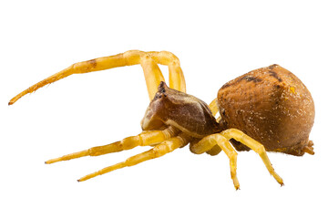 goldenrod crab spider species Misumena vatia