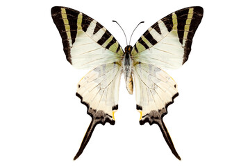 Butterfly species Graphium antiphates