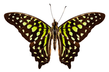 Butterfly species Graphium agamemnon "Tailed Jay"