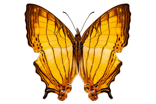 Butterfly species Cyrestis lutea "Orange Straight-line"