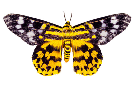 butterfly moth Dysphania subrepleta isolated