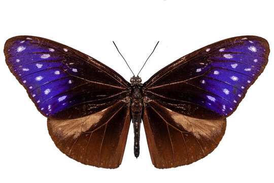 brown, blue and purple butterfly species Euploea Mulciber