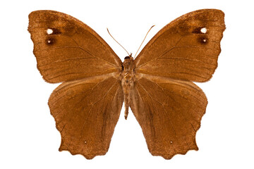 Butterfly species Melanitis leda 
