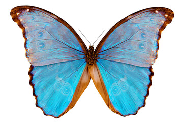 Obraz na płótnie Canvas Butterfly species Morpho godarti assarpai