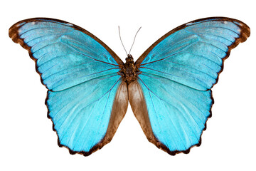 Fototapeta premium Butterfly species Morpho menelaus alexandrovna