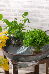 水耕栽培のリーフレタス　ルッコラ