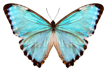 blue butterfly species Morpho portis thamyris