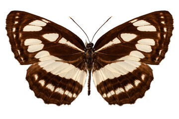 Butterfly species Neptis hylas 