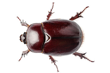 European rhinoceros beetle female 