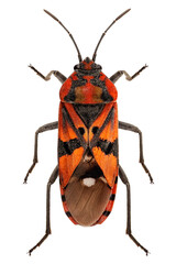 Black and Red Ground bug species Spilostethus pandurus