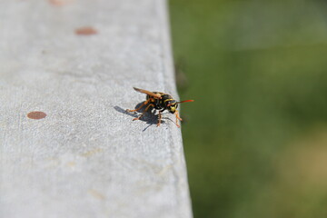 a wasp sits on a metal railing in the sunshine