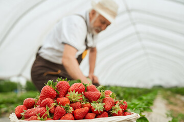 Close up of senior man in brown uniform harvesting tasty strawberry in large modern greenhouse. Concept of care for plants and harvesting delicious strawberry.