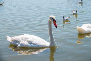 Graceful white Swan swimming in the lake, swans in the wild. Portrait of a white swan swimming on a lake.