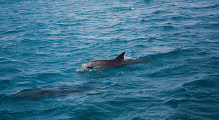 Fototapeta premium Dolphin