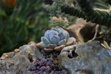 Green succulent on the rocks