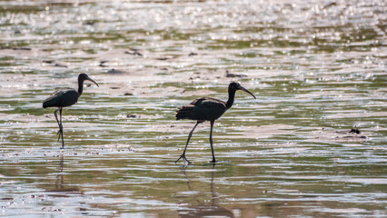 Pair of glossy ibis waterfowl, latin name Plegadis falcinellus, searching for food in the shallow lagoon.