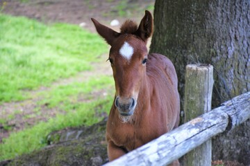 Fototapeta premium Puledro si riposa 