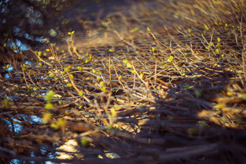 spring nature flowers yellow sunlight