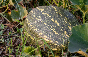 Mature organic pumpkin close up shot on the ground