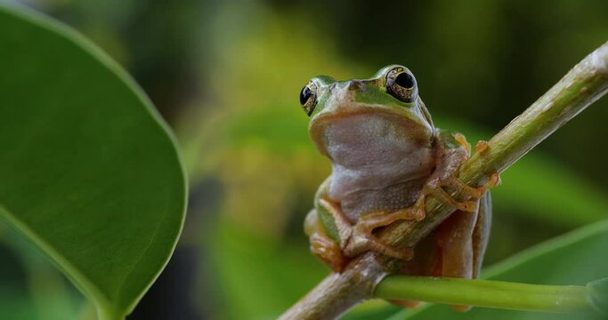Tree frog. Video of a tree frog on grass.
