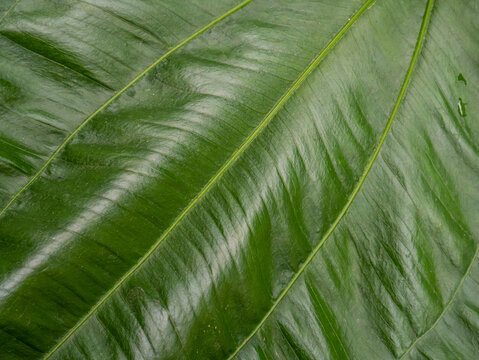 The Echinodorus cordifolius leaf close up image for background