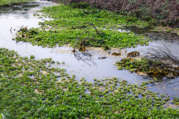 Dirty pond with full of water hyacinth inside of a village