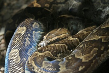 Serpent