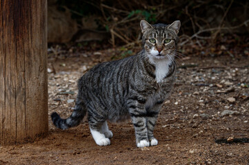 Naklejka na ściany i meble A cat of a European breed on the street poses for a photographer.