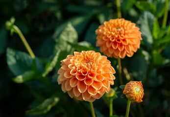 Orange Dahlia flowers grow in the garden