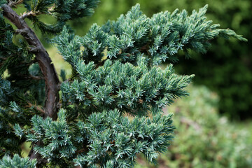 Twigs of a Juniperus squamata tree close-up